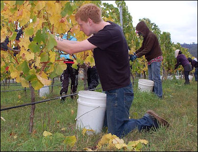 20120528-wine australia Hand harvesting Pinot noir grapes.jpg